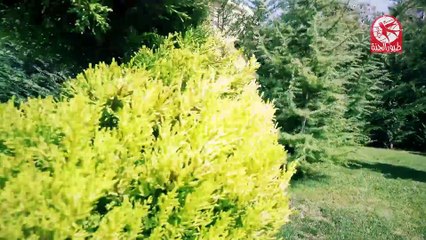 أنا الأول - مؤمن الجناني _ طيور الجنة