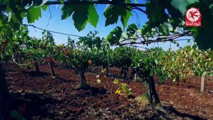 صبح صبح - مؤمن الجناني _ طيور الجنة