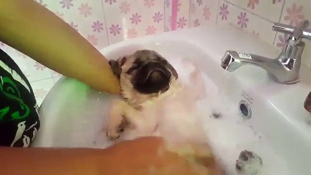 Le kiff du bain pour ce carlin