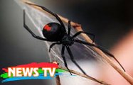 Top 14 loài côn trùng nguy hiểm nhất thế giới