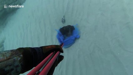 Diver finds dead puppy in plastic bag off Crete coast