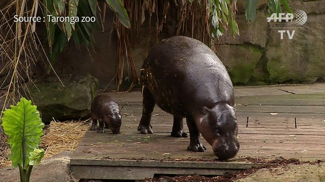 Un bébé hippopotame nain apprend à nager dans un zoo australien