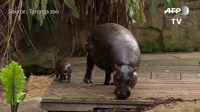 Un bébé hippopotame nain apprend à nager dans un zoo australien