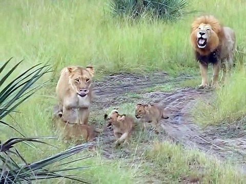 Des lionceaux trop mignons qui veulent rugir comme leur père
