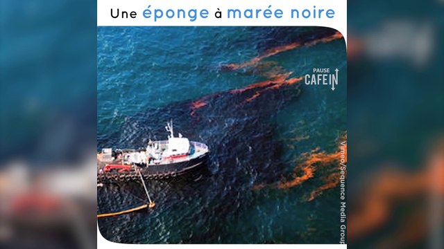 L'Oleo Sponge, une éponge qui nettoie les marées noires