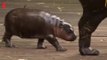 Un bébé hippopotame nain apprend à nager au zoo de Sydney