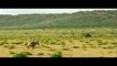 Horses for Kids - Drone Horses Video - Farm Animals F dvae