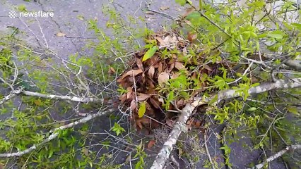 Men rescue and relocate baby squirrels
