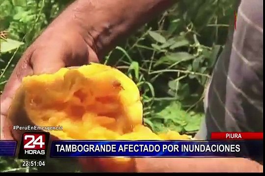 Piura: hectáreas de cultivos arrasados por las inundaciones
