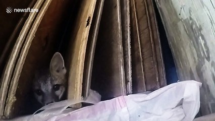 Bumble bee chases a baby fox