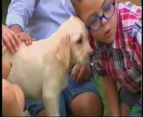 Psicologia infantil: Mascotas