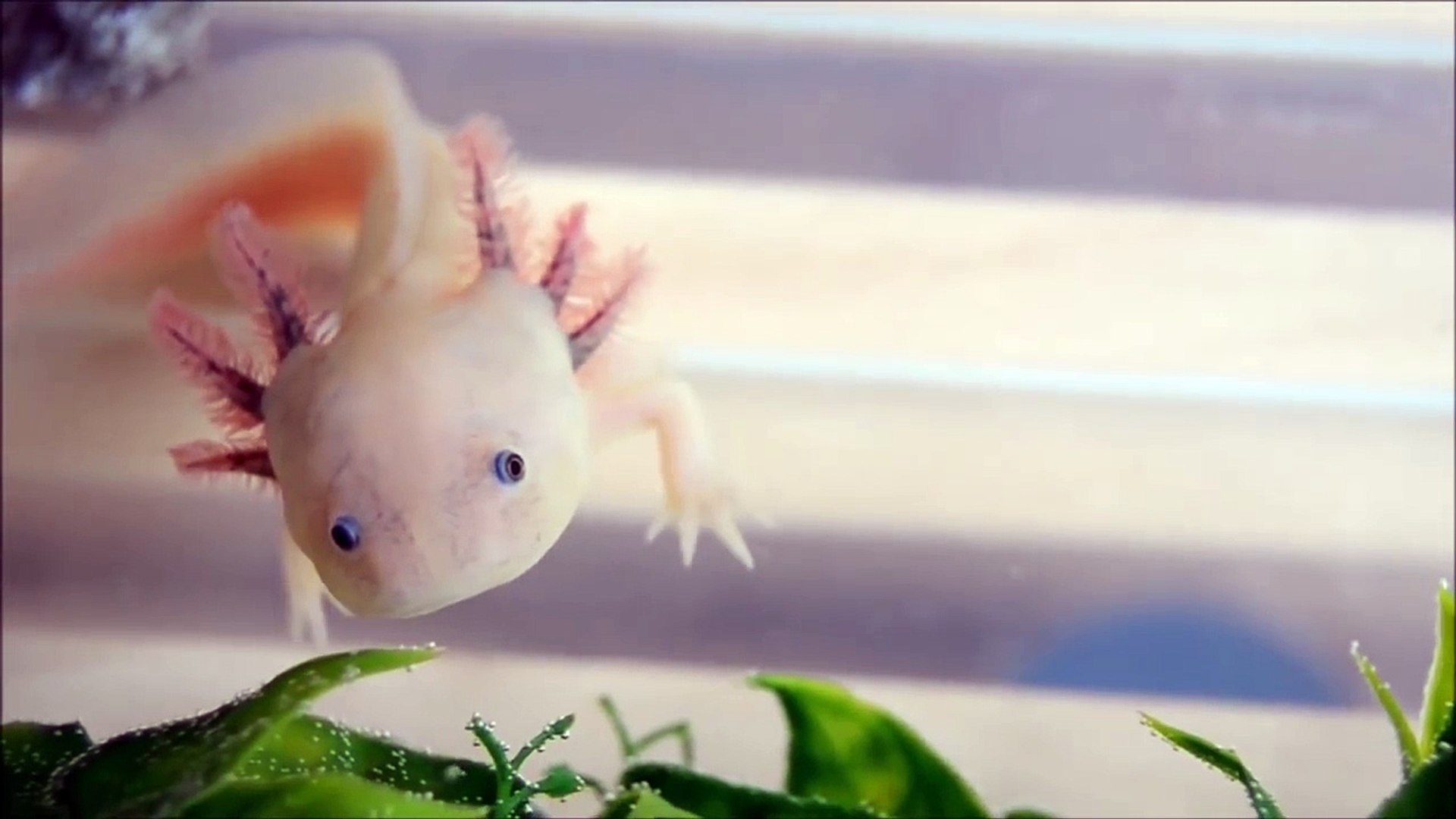 Poisson axolotl - Vidéo Dailymotion