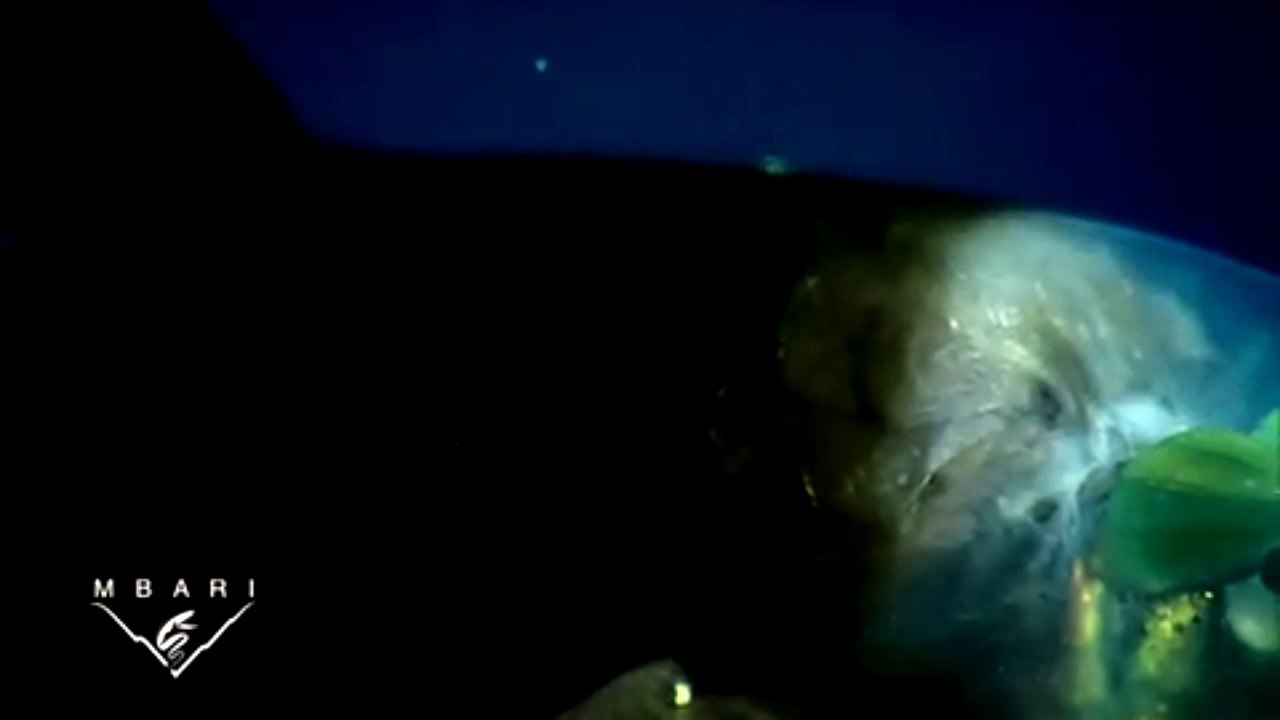 Poisson à la tête transparente
