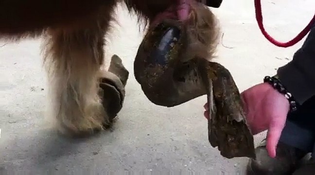 Antoing: un poney et un cheval saisis