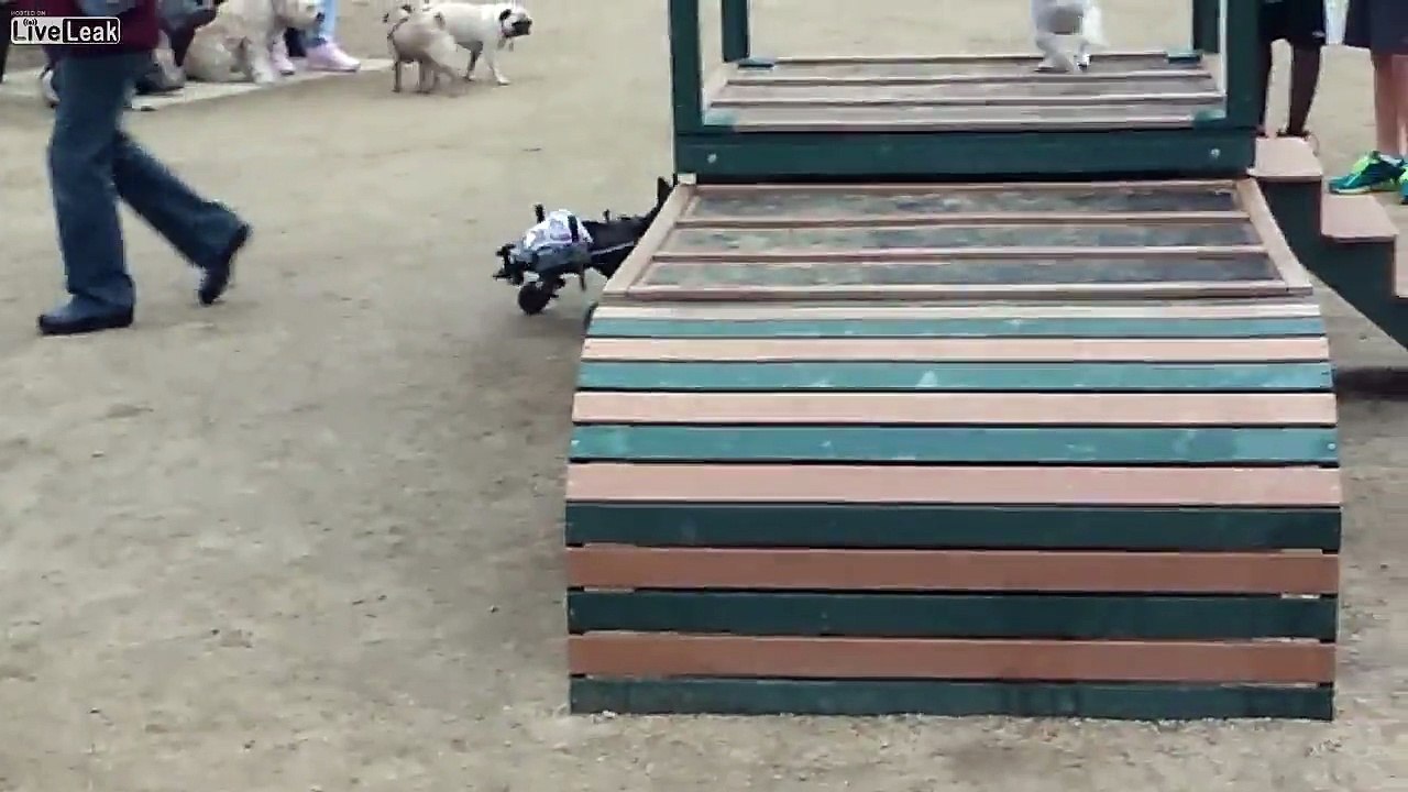 Ce petit chien paralysé des pattes court encore plus vite que ses congénères grâce à son fauteuil roulant