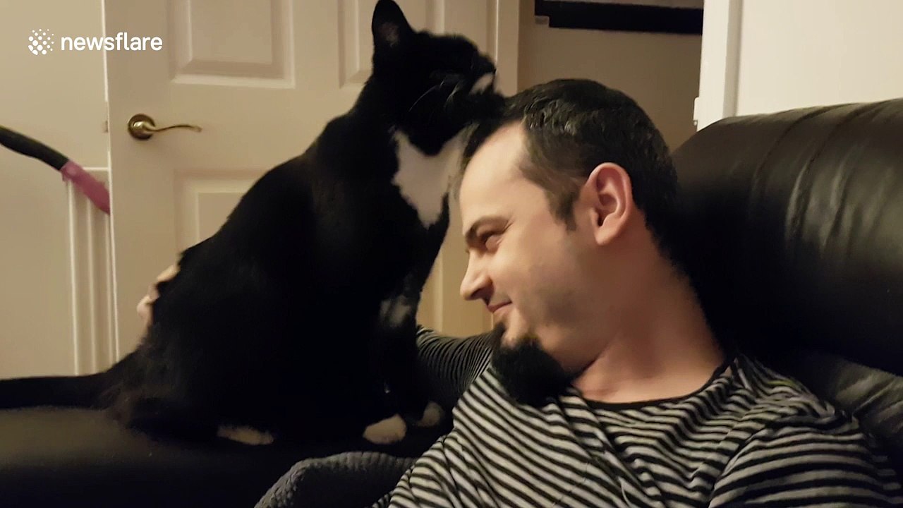 Cat 'grooms' its owner after he came back from holiday