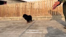 yavru-siyah-tibet-mastif-ilanı