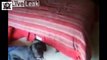 Funny dogs and cats watching thousands of times still holding their belly - Funny Dog vs Cat