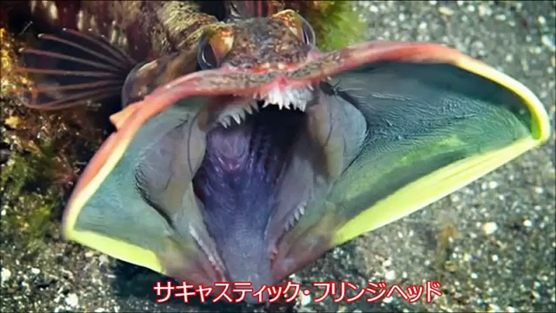 閲覧注意 驚愕 世にも奇妙な恐怖の深海魚 深海生物15選 Video Dailymotion