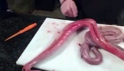 Snake revived in the kitchen