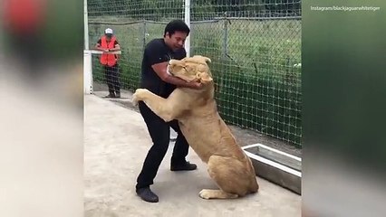 Lioness celebrates her third birthday with a big cuddle _2017