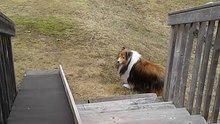 Good Boy