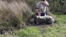 Le beau geste de ce gars qui sauve la vie dun mouton enlisé dans la boue