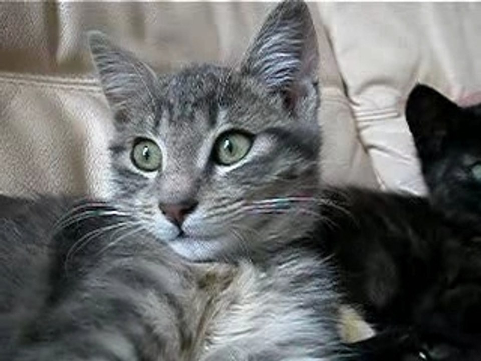 Kiwi & Prune