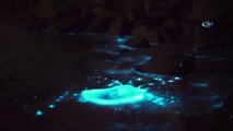 Tazmanya Adası'nda Deniz Ateş Böceği Okyanusu Maviye Boyadı