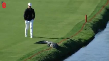 En toute décontraction, un golfeur fait fuir un alligator envahissant