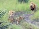 Des bébés lions essaient de Rugir comme leur papa!