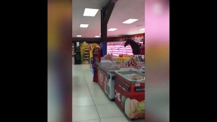 Il va au supermarché accompagné de son cheval