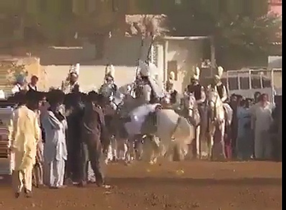 bull race oxx