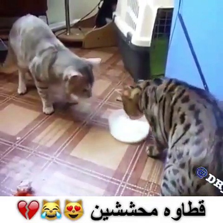 CAT LOL
