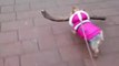 Tiny dog impressively carries massive stick