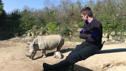 Nace un rinoceronte blanco en zoo de Francia