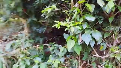 FUI NA CASA SOZINHO E PRESENCIEI ALGO ASSUSTADOR †