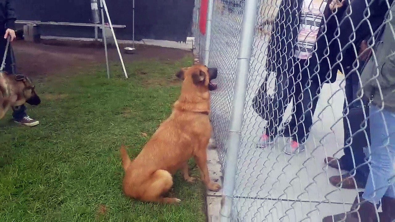 Cadela deixada em canil vê os donos voltarem para levarem outro cão