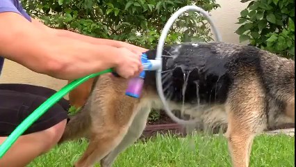 Woof Washer 360° Um lava rápido bom pra cachorro!