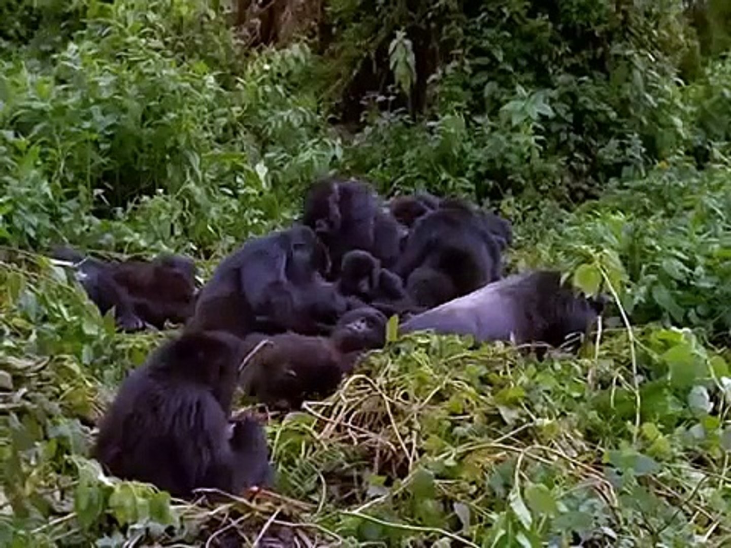 Gorilla Mating - Mountain Gorilla - BBC
