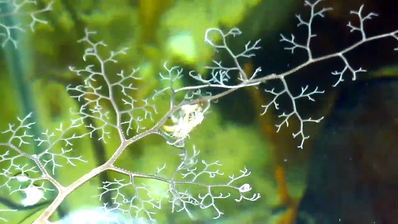 Classe Ophiuroidea