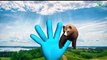 Finger Family Bear Family Rhymes | Animals Cartoon Finger Family Rhymes For Cartoon Rhymes