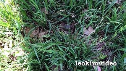 Spider Wasp Kills Giant Spider Aliens In Nature Scary Spider Control-n2A1YsFAXiI
