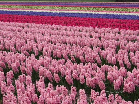 les jacinthes d 'Azur ( 40 ) HD 720 P