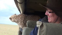 Un léopard dans la jeep de touristes en Safari !!