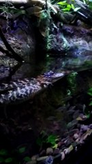 Caiman Alligator