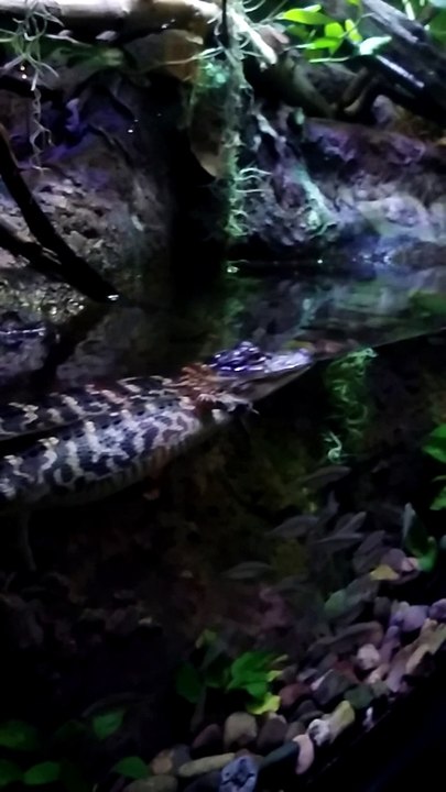 Caiman Alligator