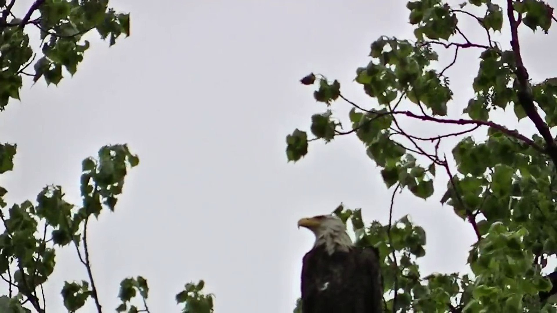 BALD EAGLE ATTACKED BY CROWS AT STANLEY PARK
