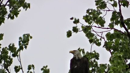 BALD EAGLE ATTACKED BY CROWS AT STANLEY PARK