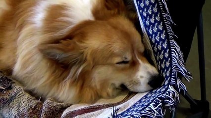 SLEEP_RELAXING MUSIC for Babies & Toddlers & Preschoolers